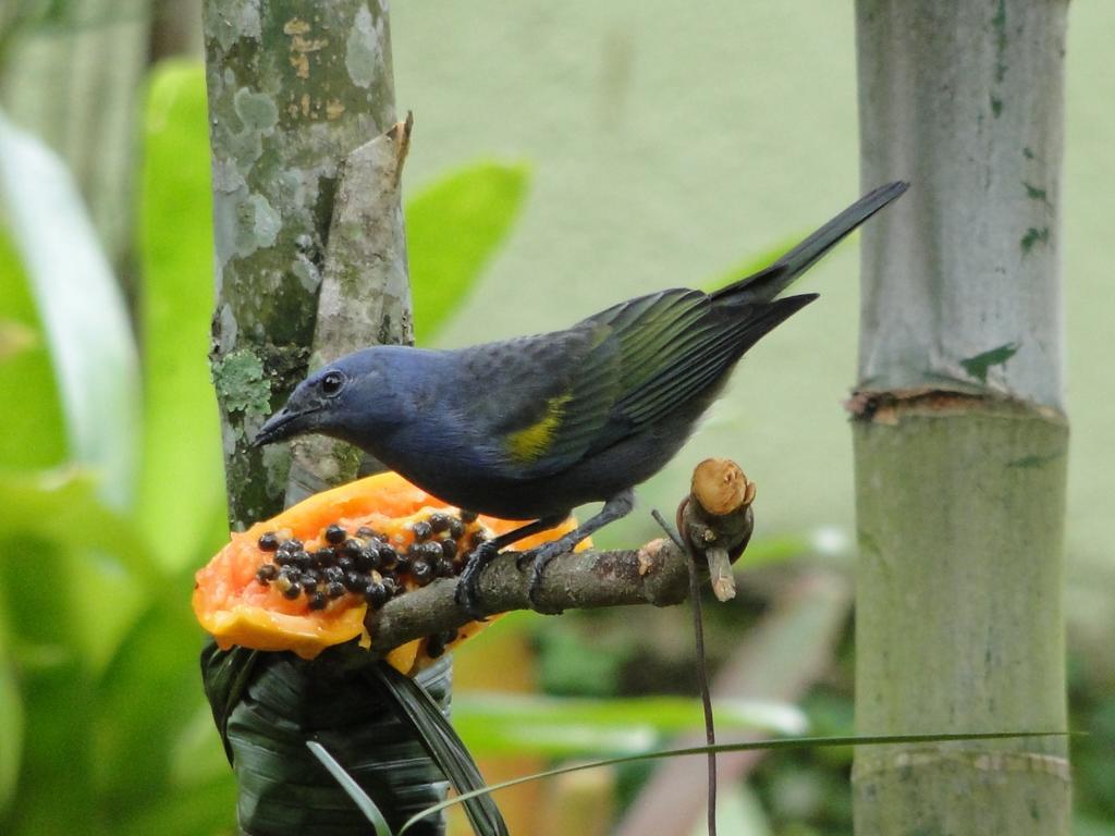 Pousada Riacho Dos Cambucas Abraão Exterior foto